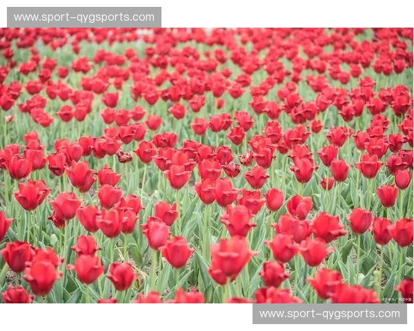 郁金香的王国与丝绸之路的明珠：荷兰与哈萨克斯坦的奇妙邂逅